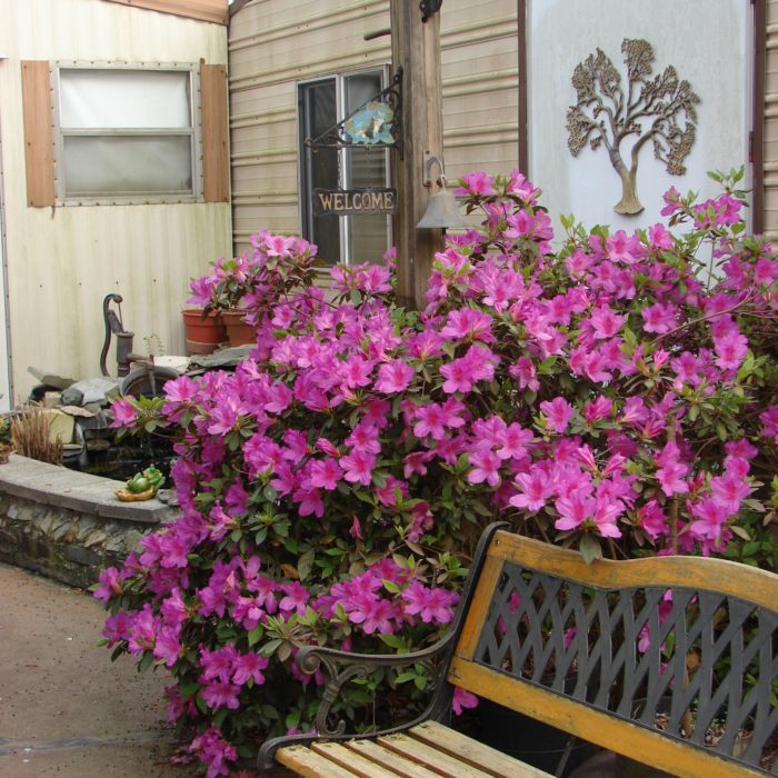 A bench beside a plant with pink flowers