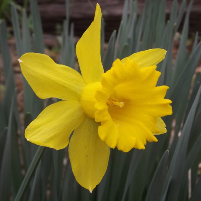 A big yellow flower