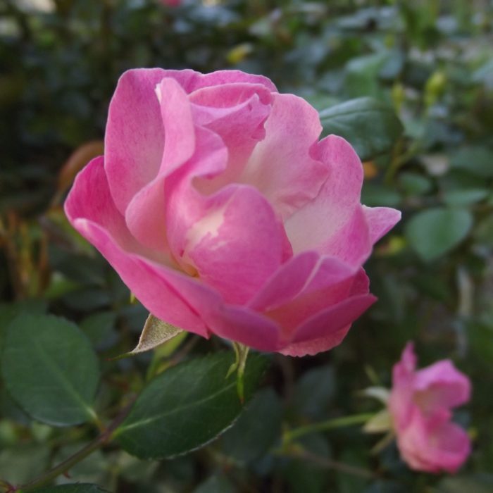 A close-up view of a pink rose plant