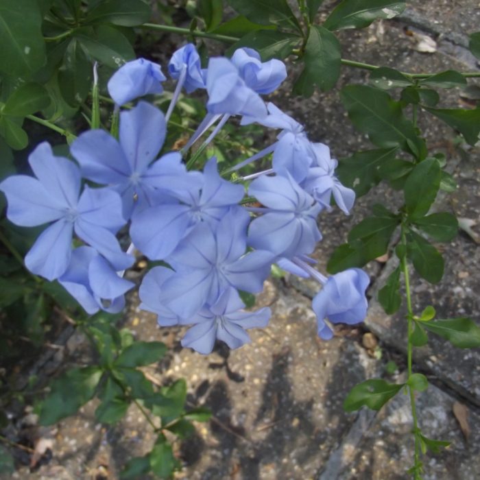 A view of the plants with blue flowers