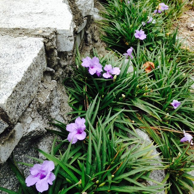 Plants with purple flowers