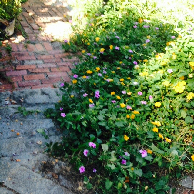 A blurry photo of a garden