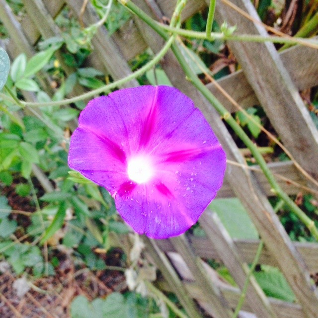 A view of a morning glory plant