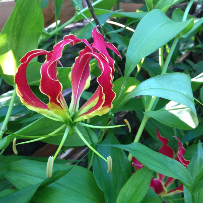 A plant with red and yellow flowers