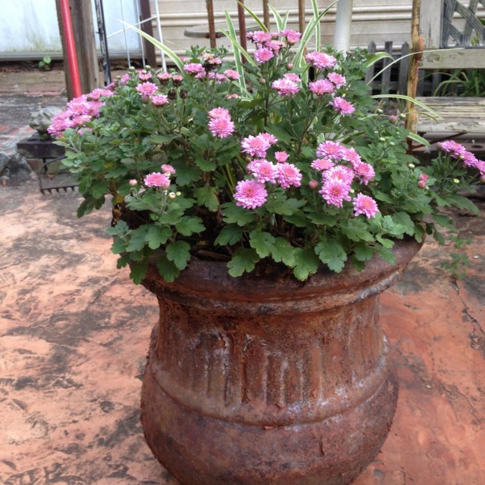 A tall pot of a flowering plant
